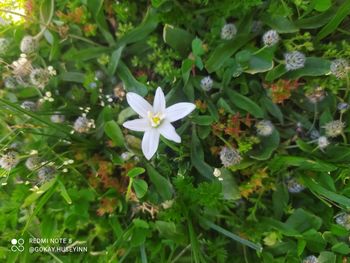 Close-up of white flowering plants