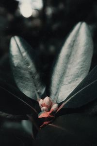 Close-up of lizard on flower