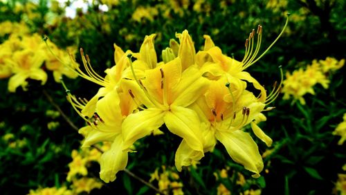 Close-up of yellow flower