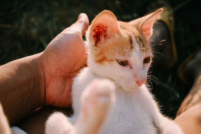 Close-up of hand holding cat