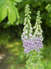 Close-up of flowers against blurred background