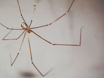 Close-up of spider on web