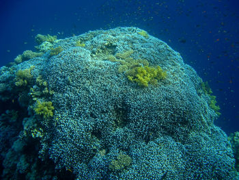 Close-up of fish swimming in sea