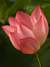 Close-up of pink lily