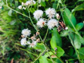 Close-up of wilted dandelion flower