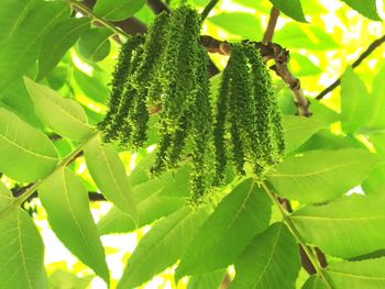 Close-up of fresh green plant