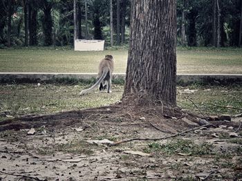 Tree trunk in forest