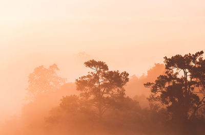 Low angle view of silhouette trees against sky during sunset