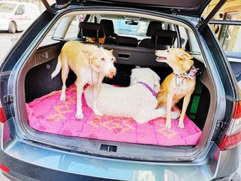 Dog in car