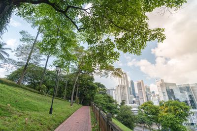 Trees in city against sky