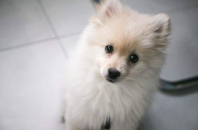 High angle portrait of cute pomeranian puppy at home