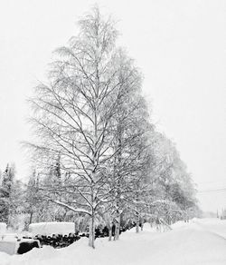 Bare trees on snow covered landscape