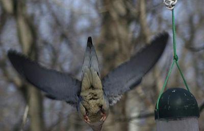Close-up of bird against wall