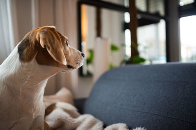 Close-up of dog