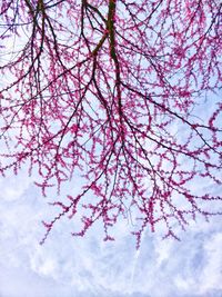 Low angle view of pink flowering tree against sky