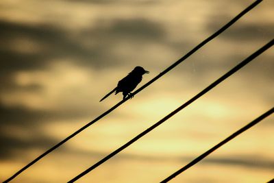 Low angle view of silhouette bird perching on wires
