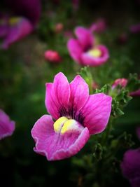 Close-up of pink flower