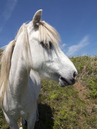 Close-up of a horse on field