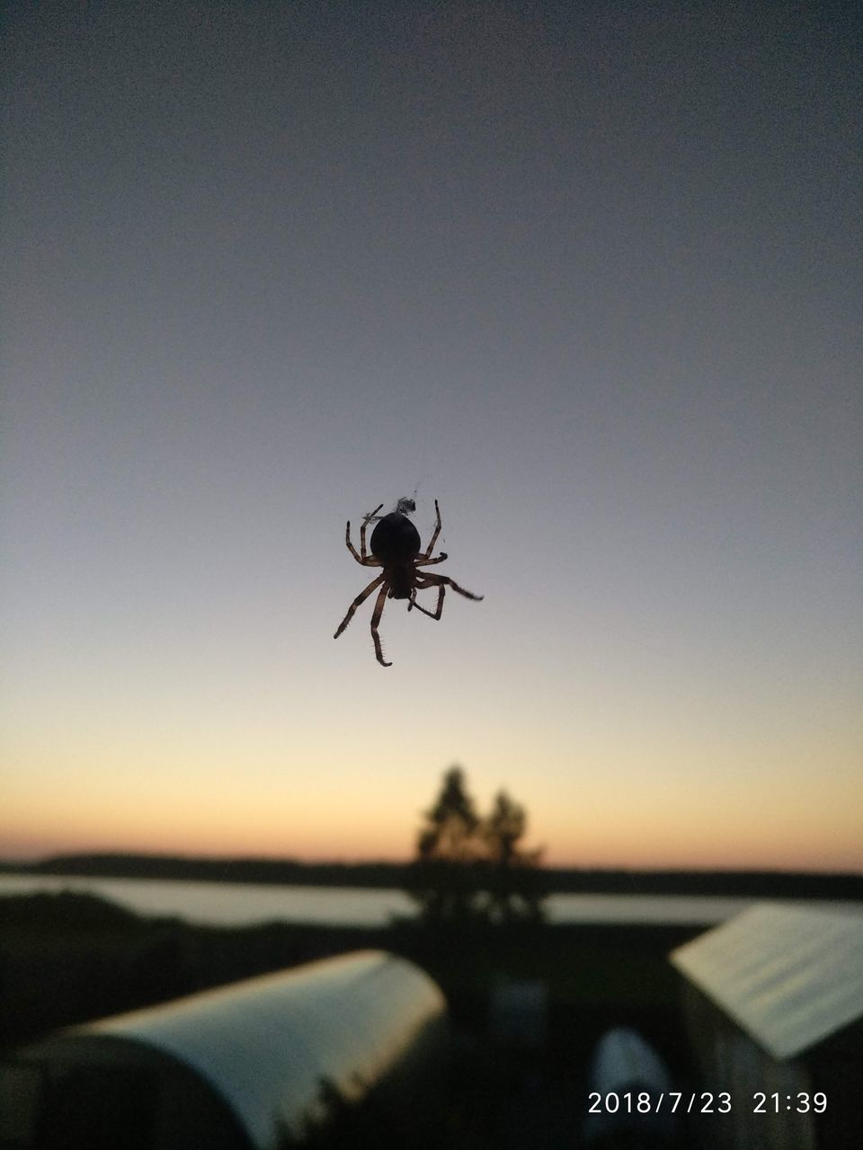 CLOSE-UP OF SILHOUETTE SPIDER AGAINST SKY