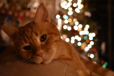 Portrait of cat on christmas tree at home