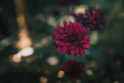 Close-up of red flowering plant