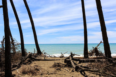 Driftwood on beach against sky