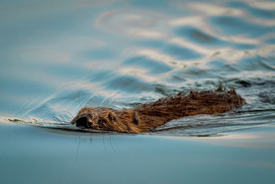 View of turtle swimming in sea