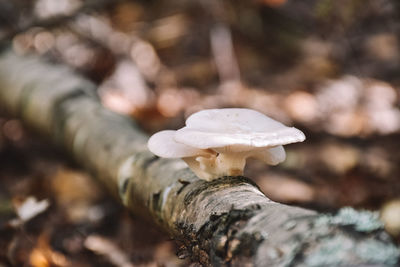 Close-up of mushroom growing on tree trunk