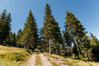 Scenic view of trees against clear blue sky