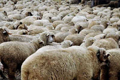 Sheep grazing on field