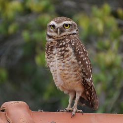 Close-up of owl