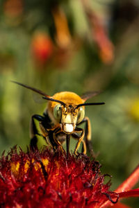 Close-up of bee pollinating on flower