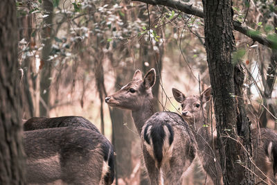 Deer in a forest