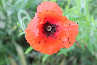 Close-up of insect on red poppy flower