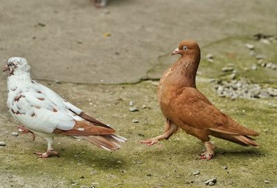 Close-up of birds on land