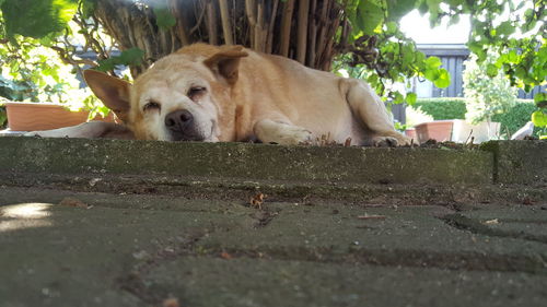 Dog resting on a tree