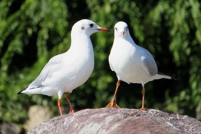 bird