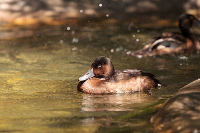 Redhead duck called aythya americana swimming in a marsh or lake in north america