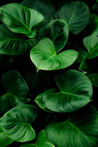 High angle view of green leaves