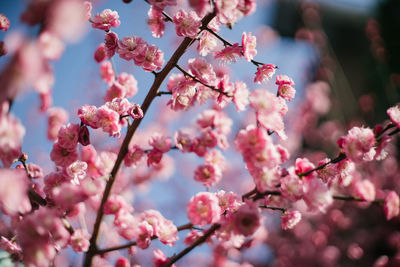 Close-up of pink cherry blossom