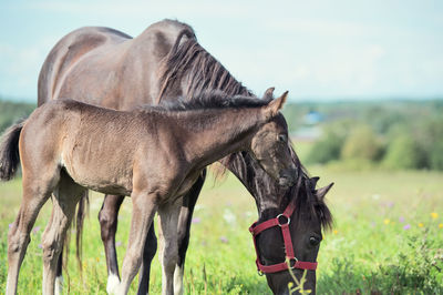 Horses standing on land against sky