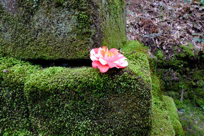 Pink flowers blooming in garden