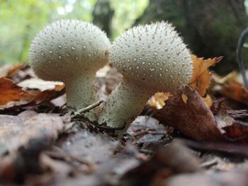 Close-up of plant growing on field