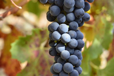 Close-up of grapes growing in vineyard