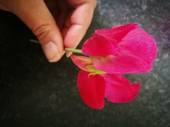 Close-up of hand holding pink flower