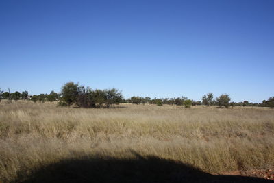 Scenic view of field against clear blue sky