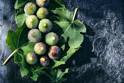 High angle view of fruits growing on plant