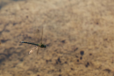 Close-up of insect buzzing over ground