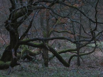 Trees on field