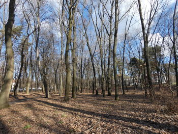 Bare trees on field against sky